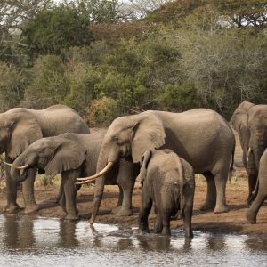 Hluhluwe-iMfolozi Park Shore Excursions - Full Day Big 5 Safari Excursion (about 8-9 hours)