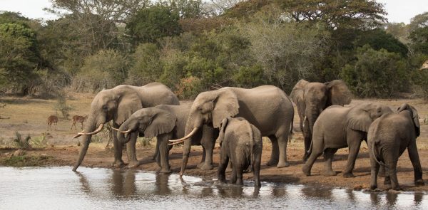 Hluhluwe-iMfolozi Park Shore Excursions - Full Day Big 5 Safari Excursion (about 8-9 hours)