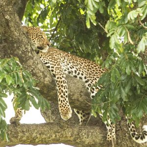 Hluhluwe-iMfolozi Park Shore Excursions - Half Day Big 5 Safari Excursion (about 5-6 hours)