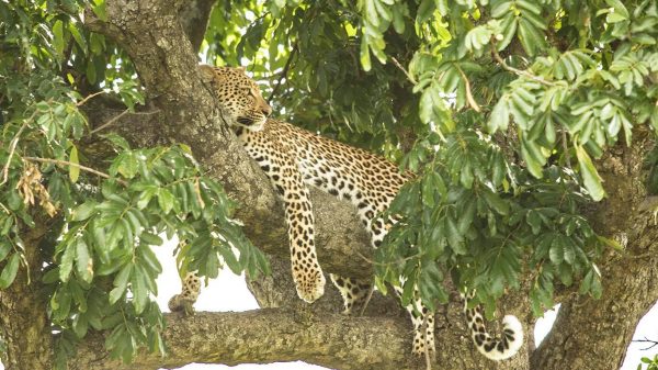Hluhluwe-iMfolozi Park Shore Excursions - Half Day Big 5 Safari Excursion (about 5-6 hours)