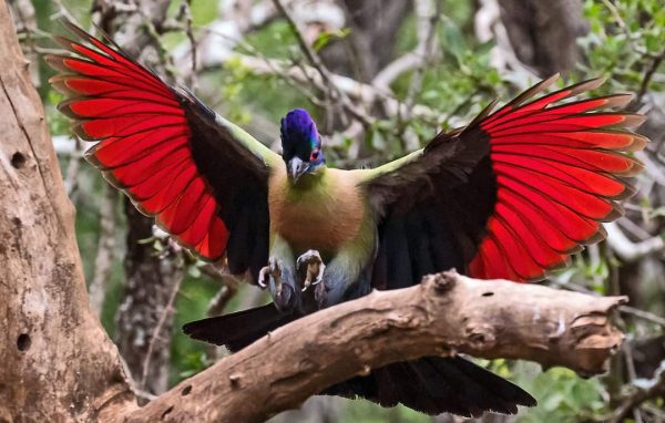 iSimangaliso Wetland Park Shore Excursions - Half Day Safari & Surf Excursion (About 5-6 Hours)