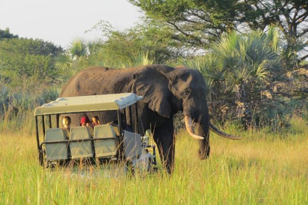 tembe-game-drive tembe-game-drive